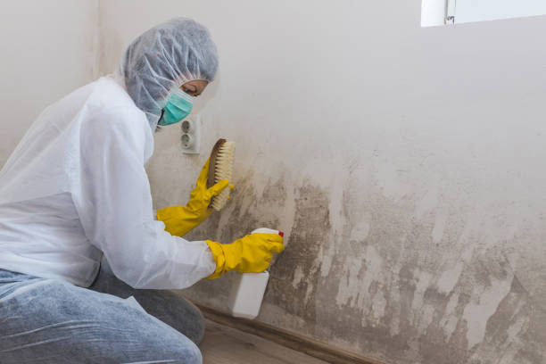 Best Professional Mold Removal  in Hedwig Village, TX