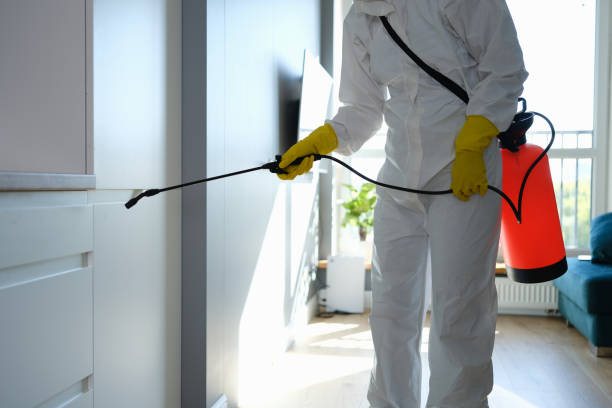 Best Mold Removal and Inspection  in Hedwig Village, TX