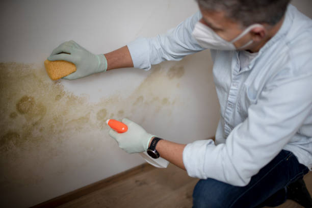 Best Local Mold Removal Service  in Hedwig Village, TX