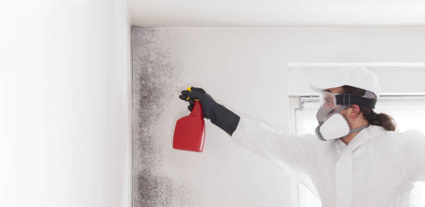 Best Residential Mold Removal  in Hedwig Village, TX