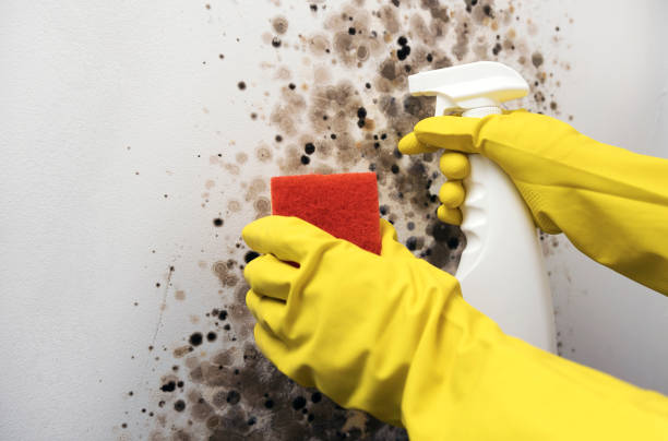 Best Mold Testing and Removal  in Hedwig Village, TX