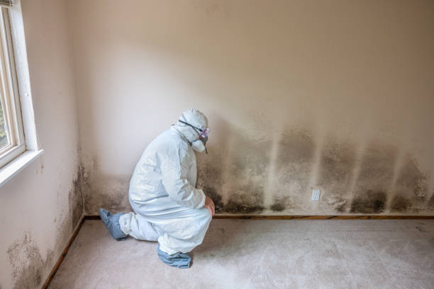 Trusted Hedwig Village, TX Mold Removal Experts