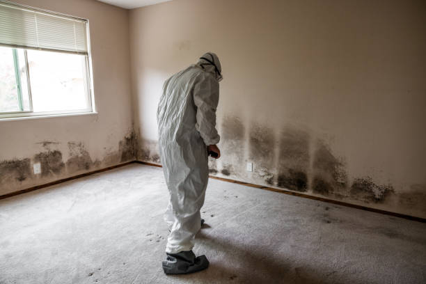 Best Mold Removal Process  in Hedwig Village, TX