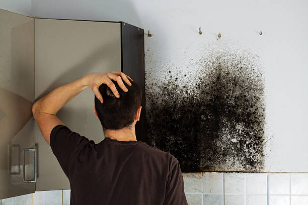 Office Mold Removal Services in Hedwig Village, TX