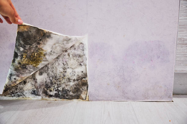 Mold Testing and Removal in Hedwig Village, TX